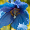 Meconopsis Lingholm - Abriachan Nurseries, The Garden On Loch Ness